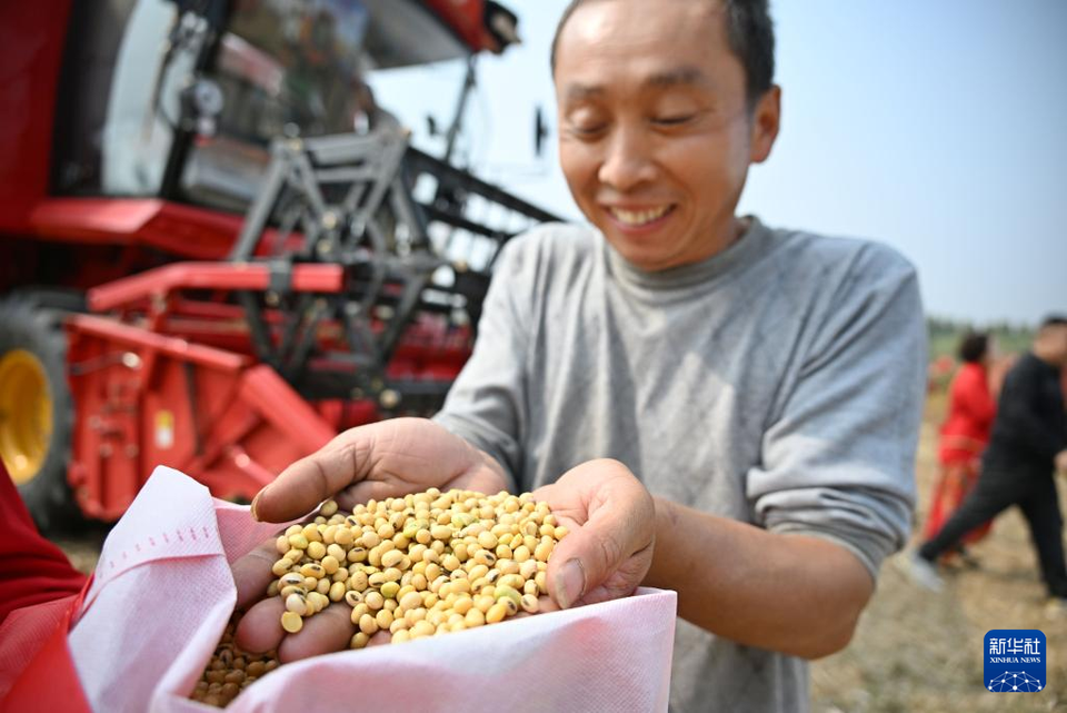 青岛泊里：共富新模式助农好收成