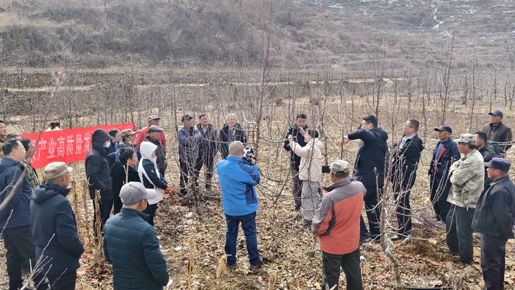 烟台栖霞市启动“果业技术进乡村”系列活动，科技引领苹果产业转型升级_fororder_10-3