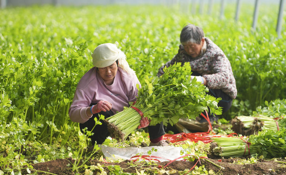 滨州邹平：年货市场足 快乐过大年