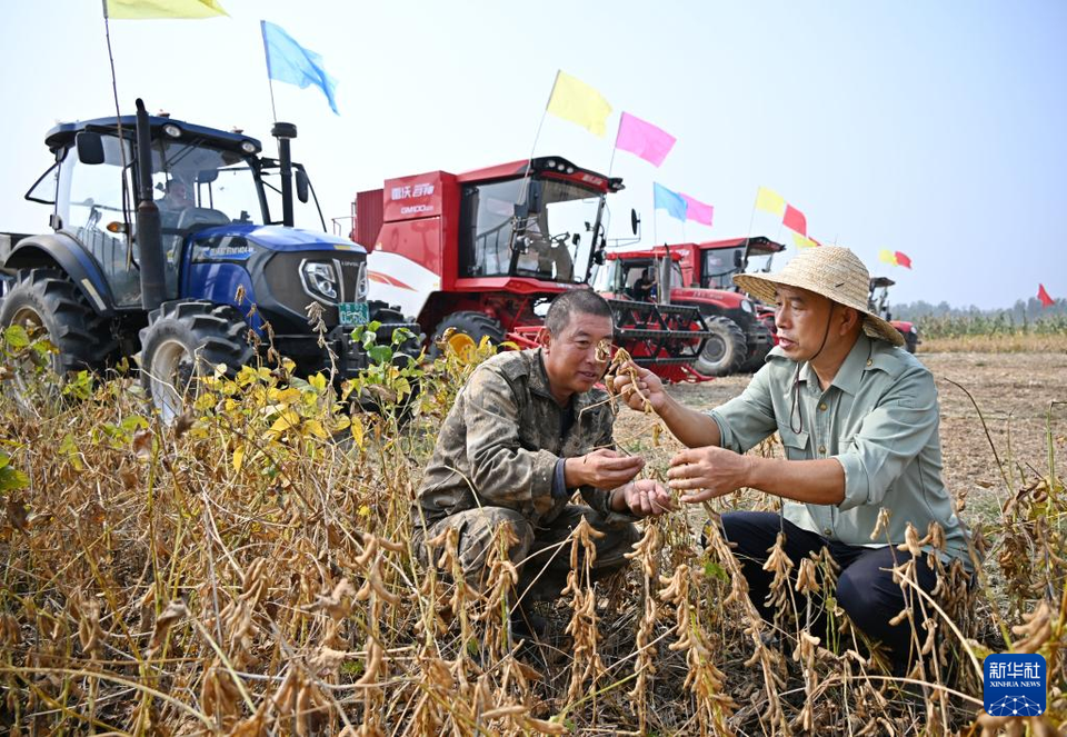 青岛泊里：共富新模式助农好收成