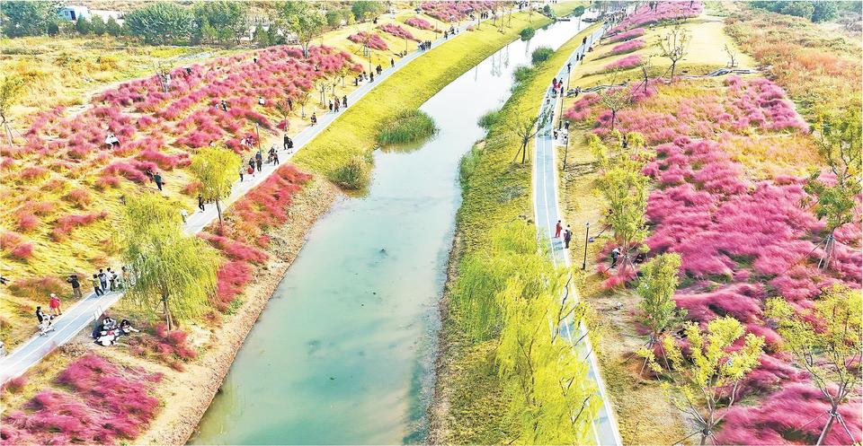 享秋日浪漫泉城“粉黛花海”出圈