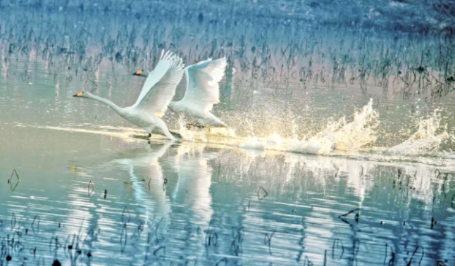 济南：鹊山龙湖天鹅舞动的生态画卷