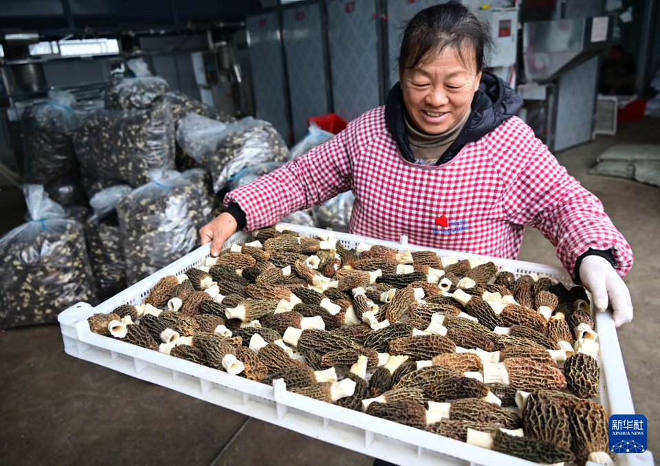 山东莱西：小菌种带农“强村共富”