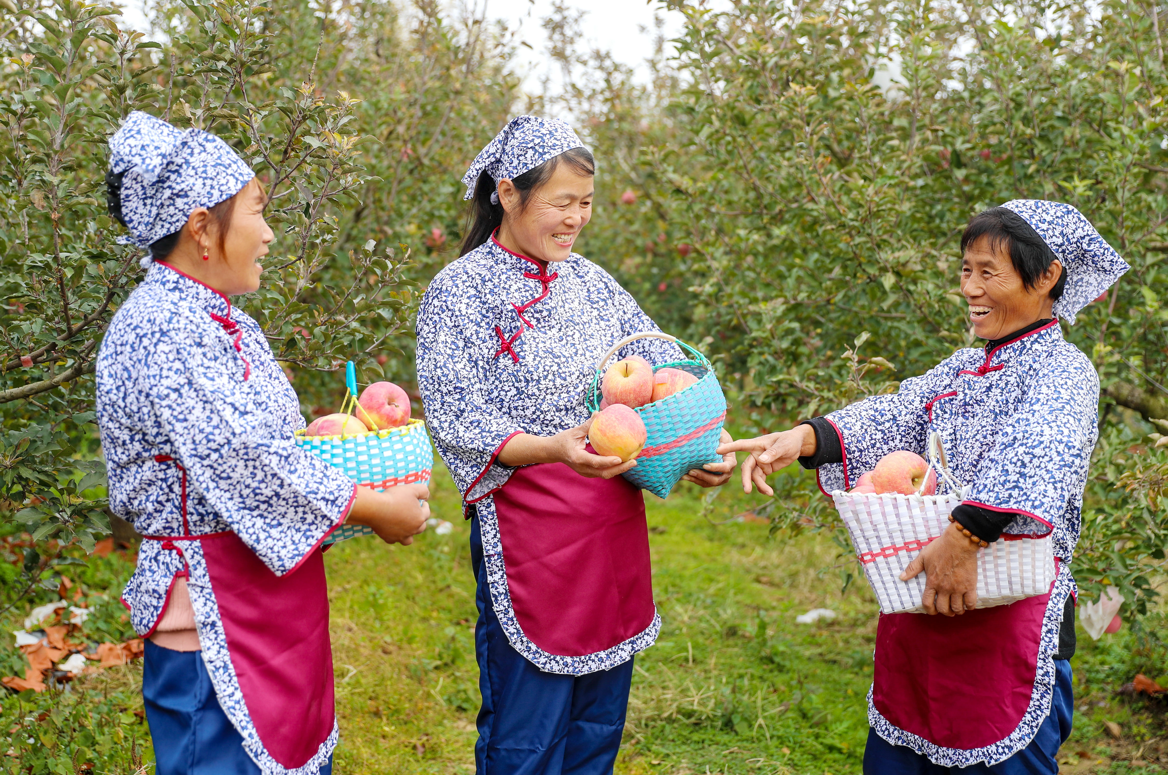 山东莱西：苹果丰收忙 乡村产业旺