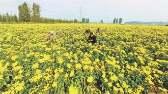 山东菏泽：朵朵金丝菊绽放“致富花”