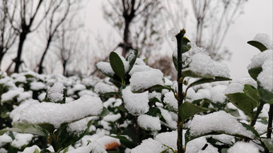 济南市区初雪飘然而至