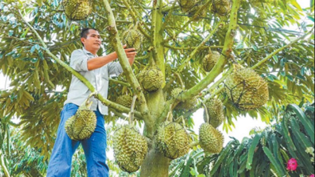 主打“树上熟” 种植更智慧 国产榴莲的“科技范儿”