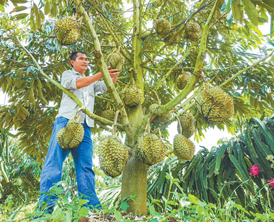 主打“树上熟” 种植更智慧 国产榴莲的“科技范儿”