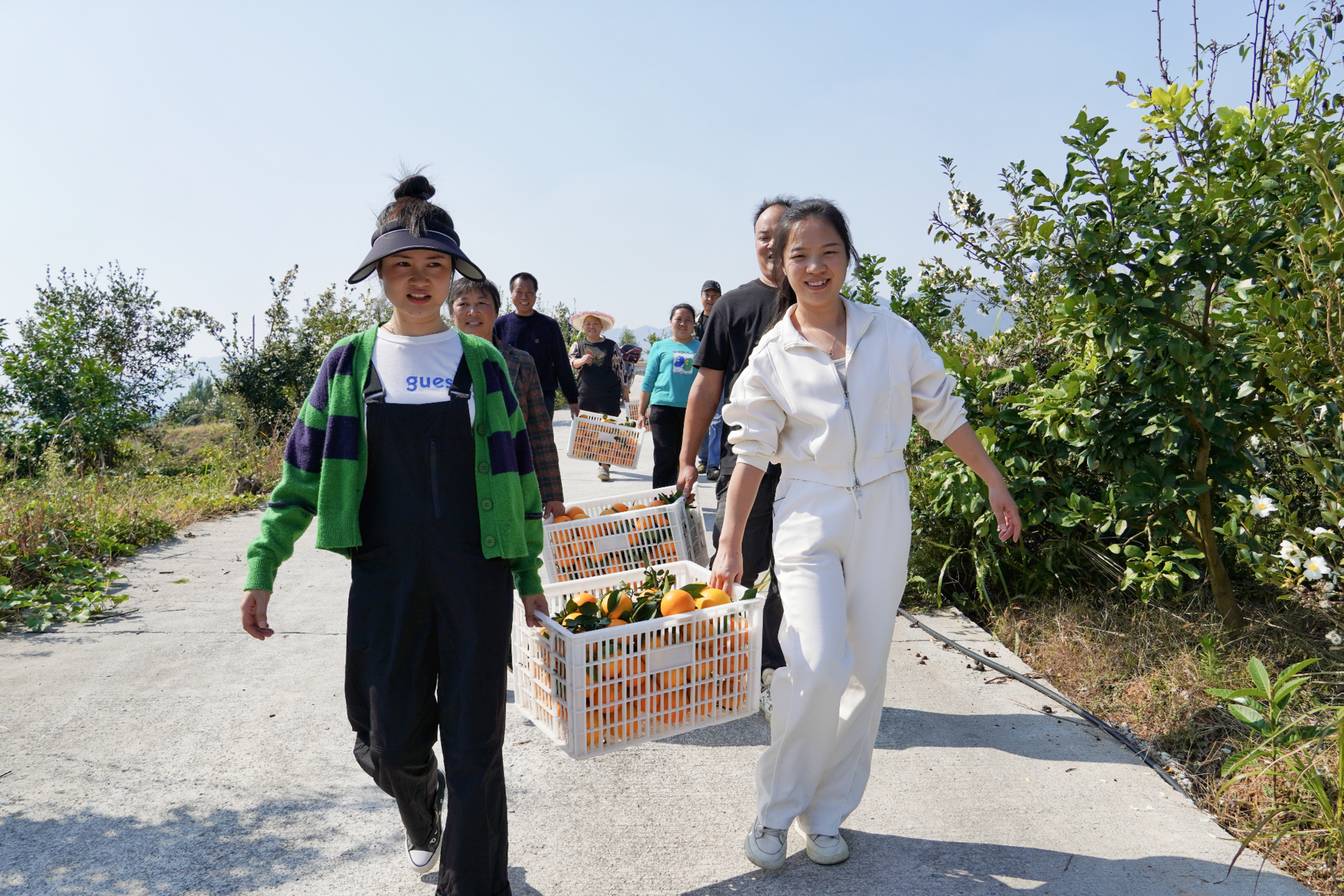 湖南新邵果冻橙“甜蜜丰收” 农旅融合助力乡村振兴