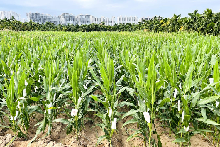 情系一粒种 植好玉米“芯”——记甘肃农业大学玉米遗传改良与新品种选育团队