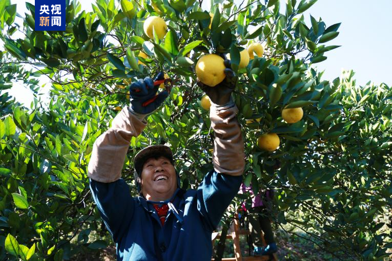 高质地发展调研行丨“山香野果”的“涅槃”新生