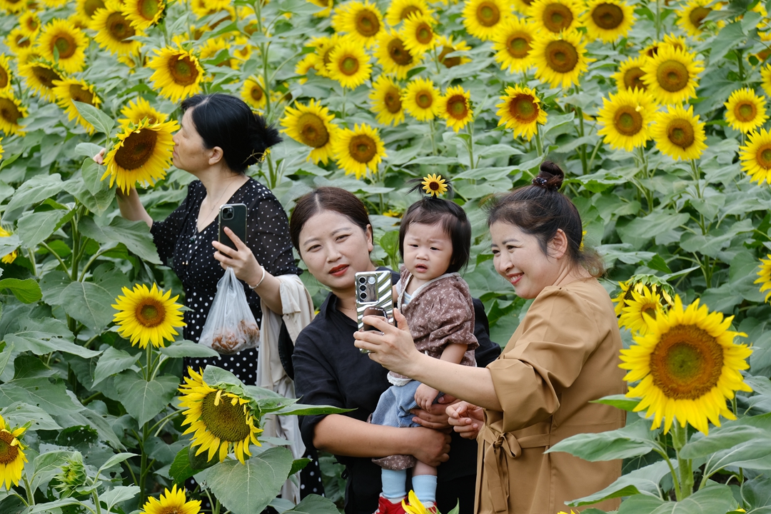 黄山市徽州区：龙腾花海引客来