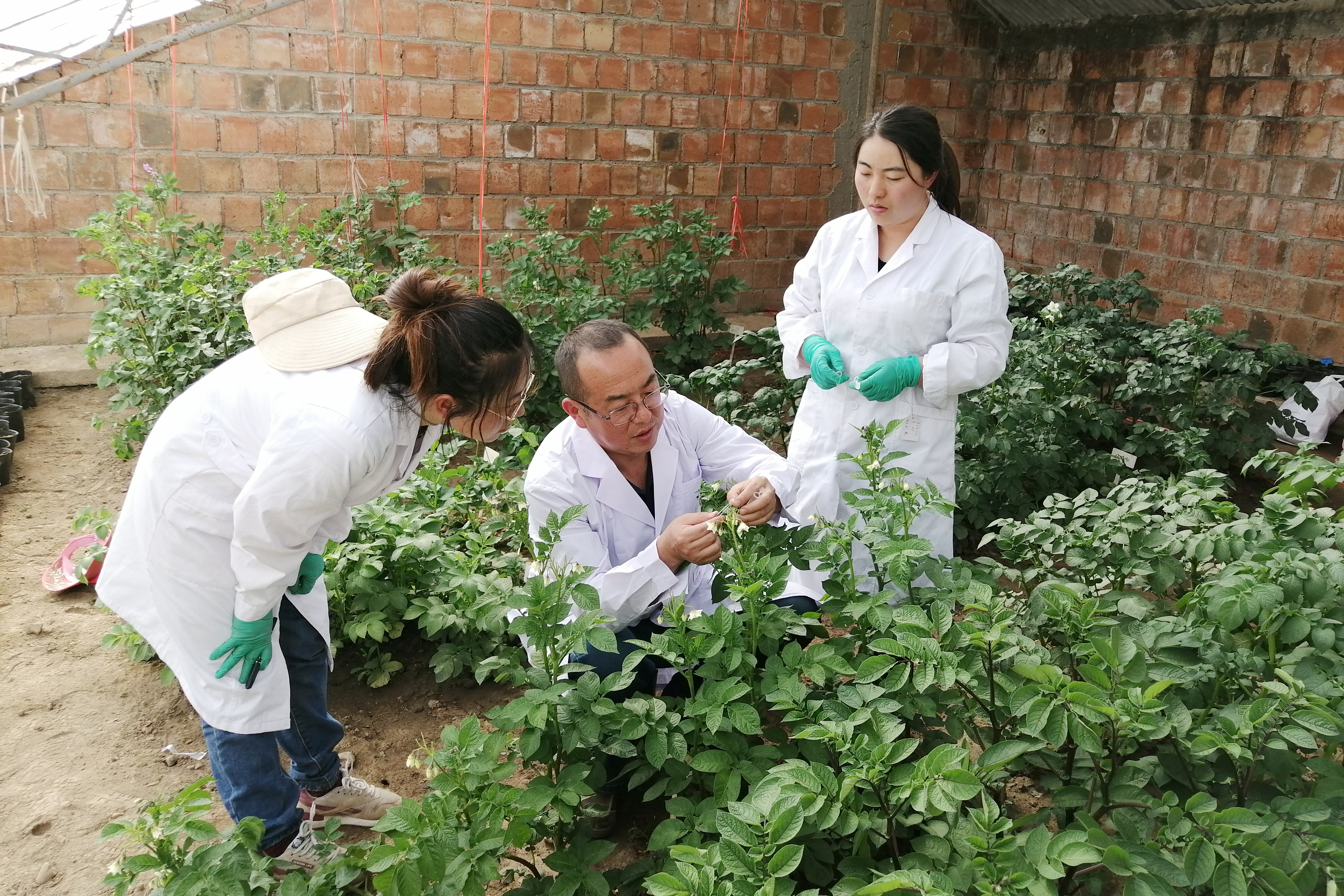 洋芋花开“丰”景来 助农增收迎“薯”光 ——记甘肃农业大学马铃薯遗传改良与新品种选育团队