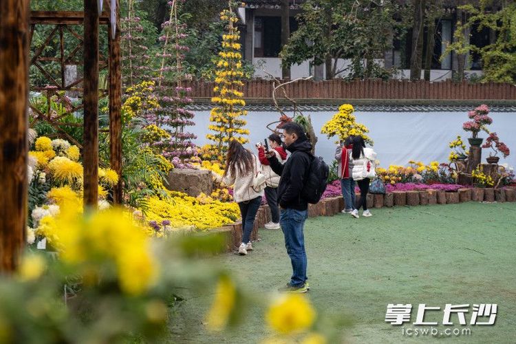 未见枫红先赏花，岳麓山12000盆花卉大放异彩