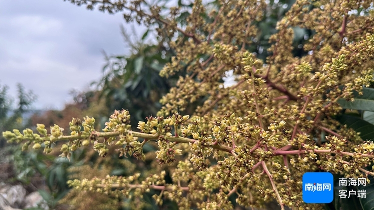 三亚芒果花开满山野 硕果累累压枝头