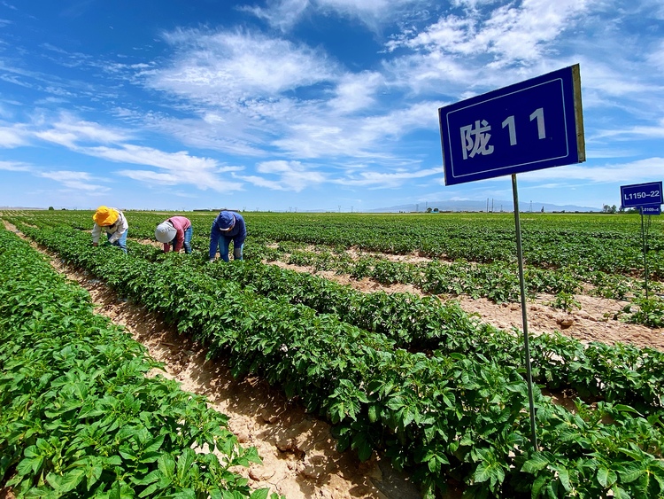 张掖山丹：科技赋能新“薯”光 “小土豆”亦能长成“大产业”