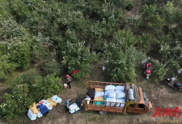 湖南道县油茶产业助增收