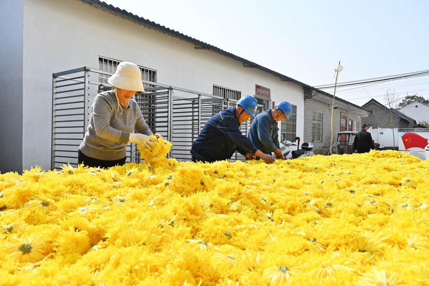 State Grid Xuchang Power Supply Company supports a bumper chrysanthemum harvest