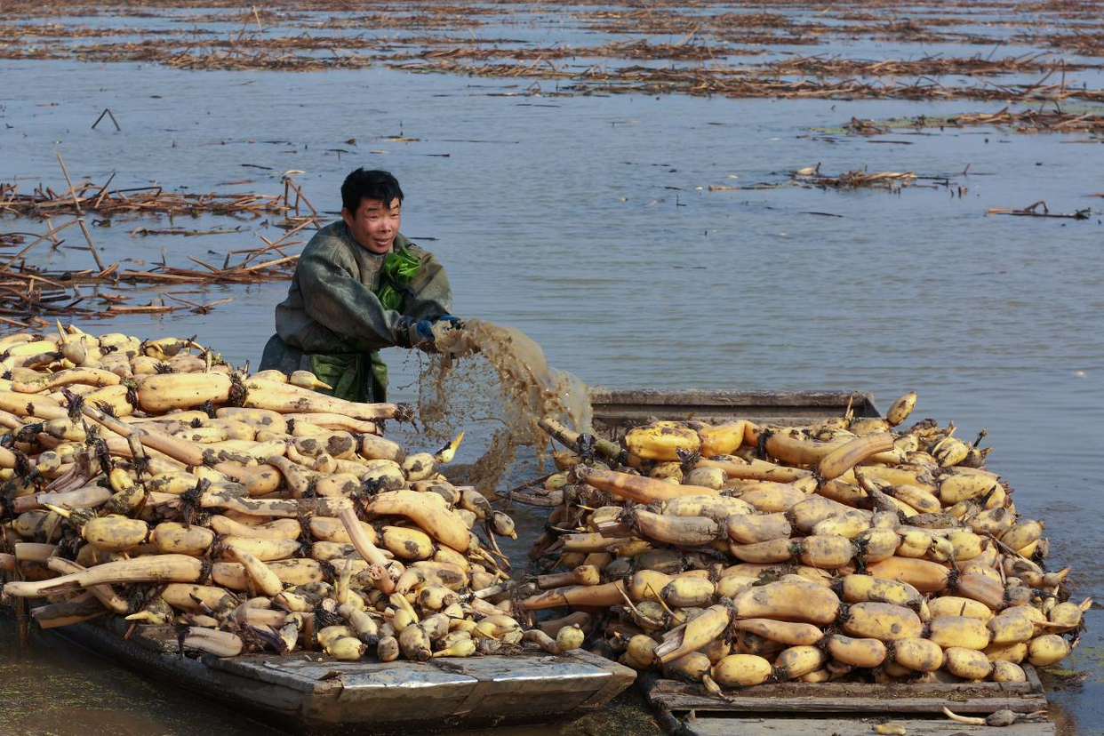 Caidian，Wuhan: The "Hometown of Chinese Lotus Roots" Blossoms on the Global Stage_fororder_图片4