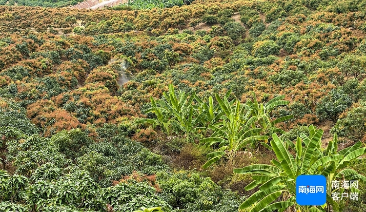 三亚芒果花开满山野 硕果累累压枝头