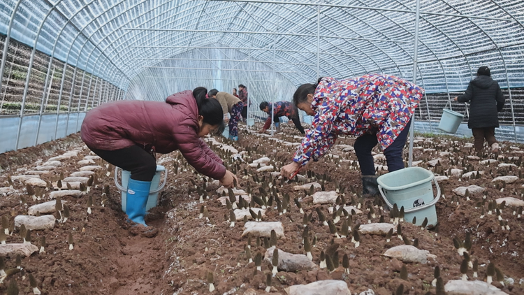 湖南衡阳县羊肚菌抢“鲜”上市