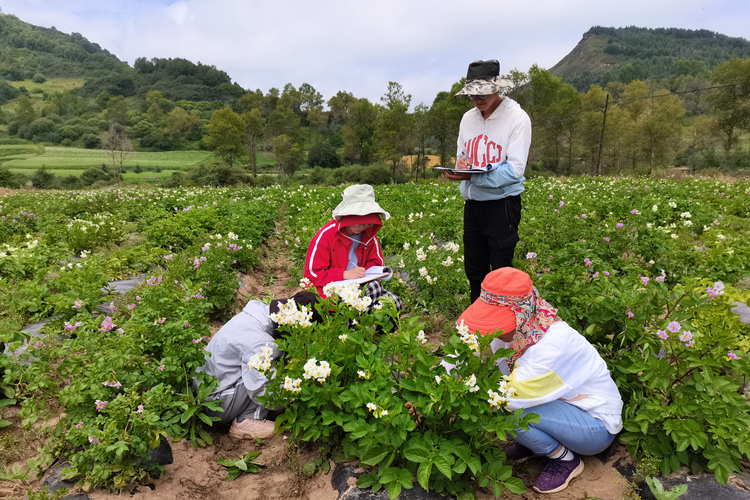 洋芋花开“丰”景来 助农增收迎“薯”光 ——记甘肃农业大学马铃薯遗传改良与新品种选育团队