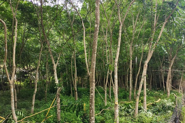 湖南桂东：背靠青山“药”飘香_fororder_图片1