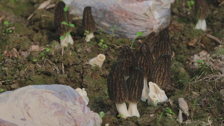 湖南衡阳县“致富菌”种植忙 冬闲人不闲