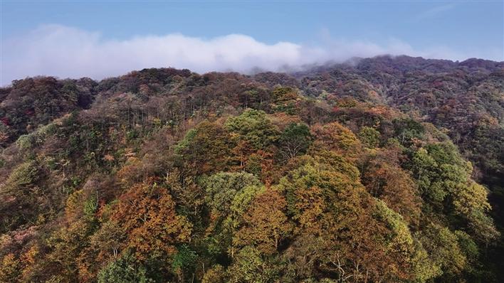 层林尽染八大公山