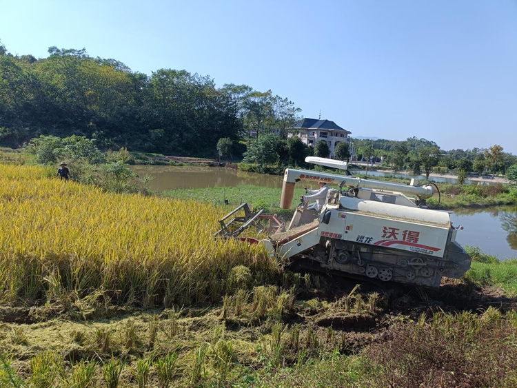 湖南邵阳市北塔区稻田飘香秋收忙