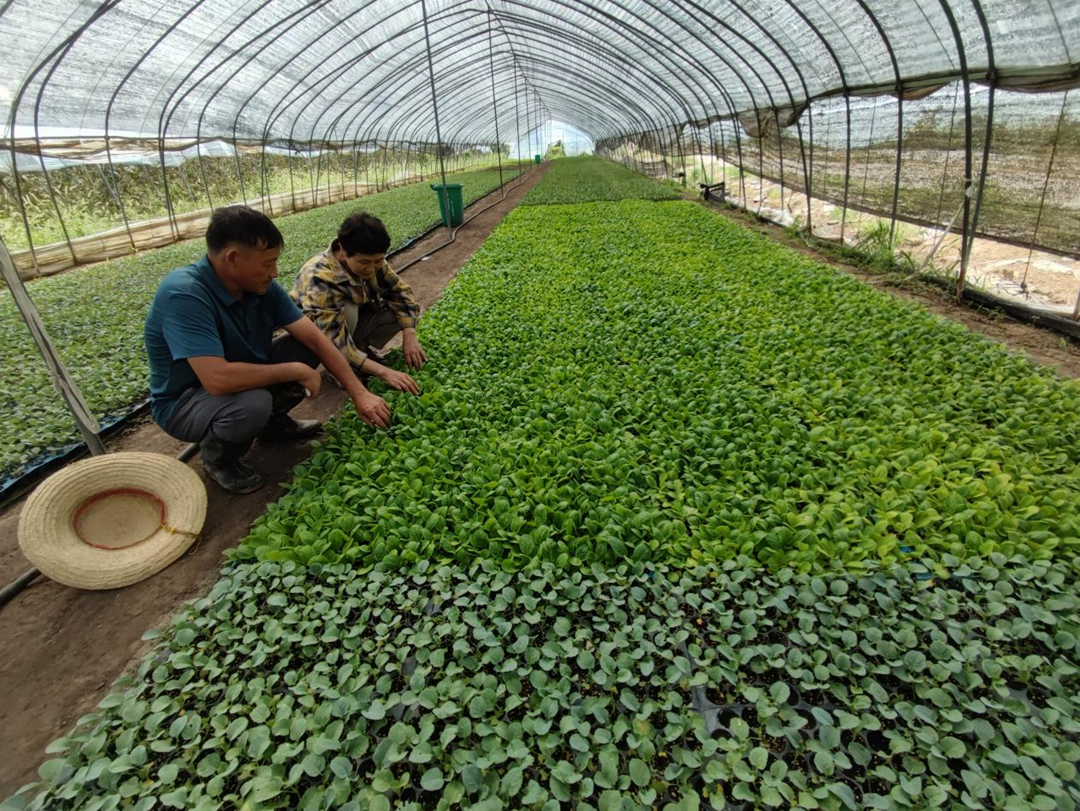 蚌埠市五河县头铺镇：蔬菜大棚育苗忙 反季蔬菜促增收