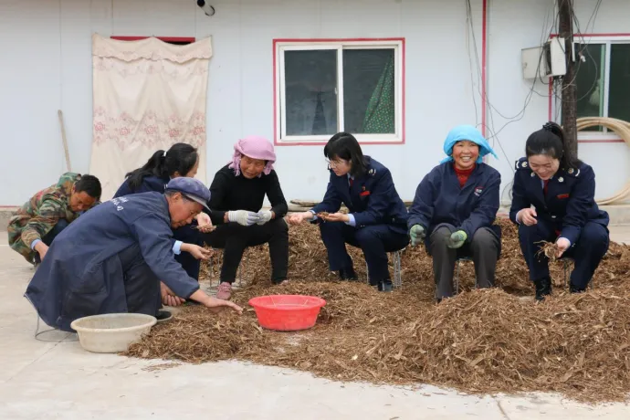 甘肃定西：税惠助力中医药全产业链“强筋壮骨”