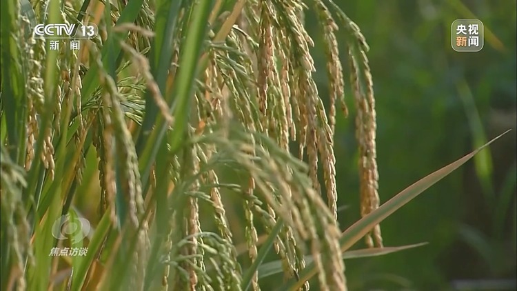 焦点访谈丨如何扎实推进乡村全面振兴？深化改革是关键