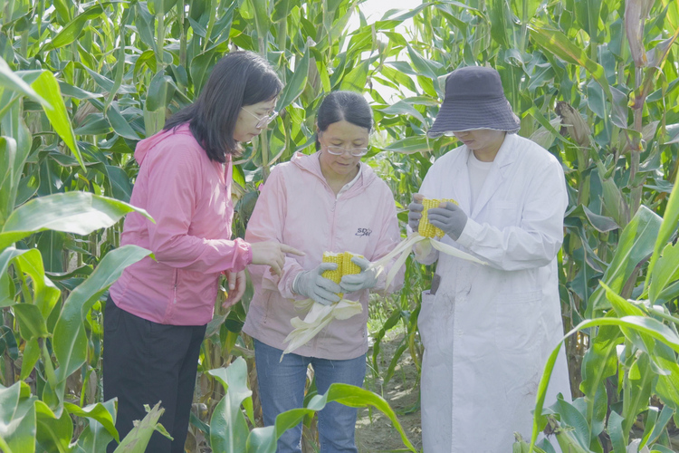 情系一粒种 植好玉米“芯”——记甘肃农业大学玉米遗传改良与新品种选育团队