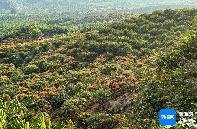 三亚芒果花开满山野 硕果累累压枝头