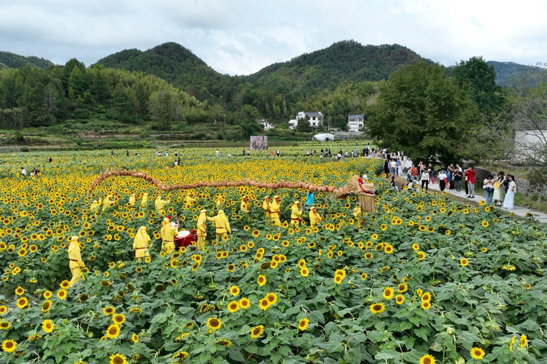 黄山市徽州区：龙腾花海引客来