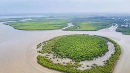 种在盐碱地、灌溉用海水 这样的“海水蔬菜”好吃吗？