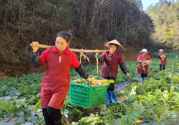 湖南桂东县依托生态优势 打造乡村振兴“新引擎”