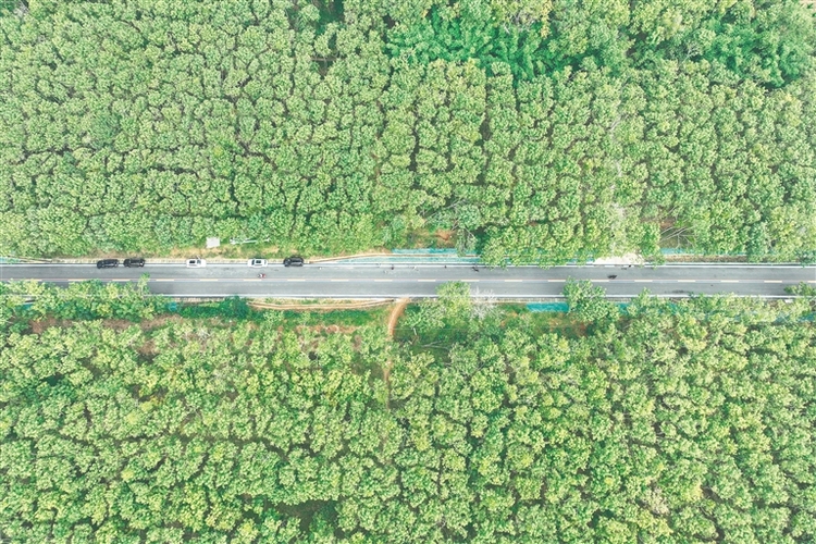 环热带雨林国家公园旅游公路正式通车