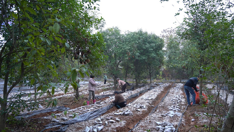 湖南衡阳县“致富菌”种植忙 冬闲人不闲