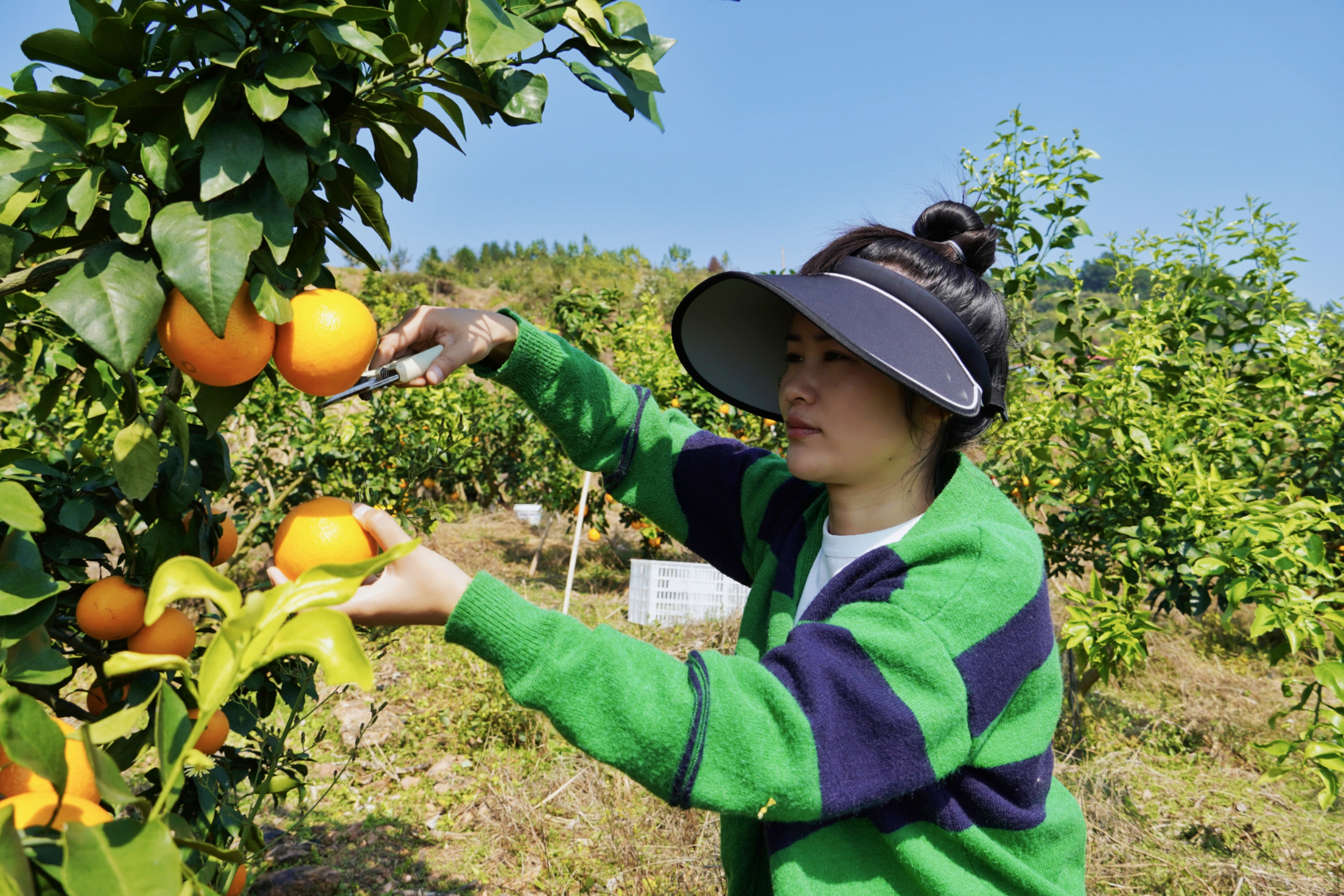 湖南新邵果冻橙“甜蜜丰收” 农旅融合助力乡村振兴