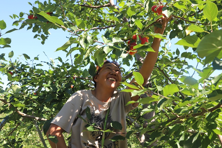 兴安盟科右前旗：沙果经纪人带旺新乡村