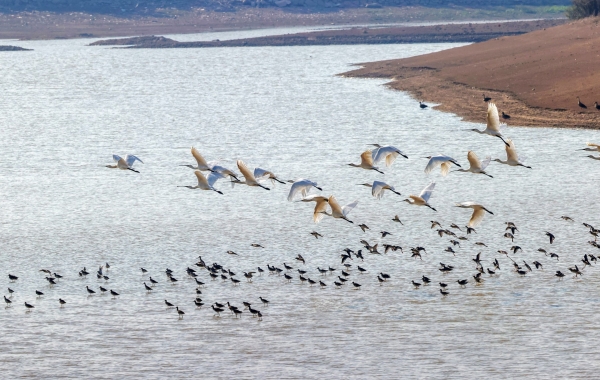 湖南湿地成珍稀候鸟“热门打卡地”