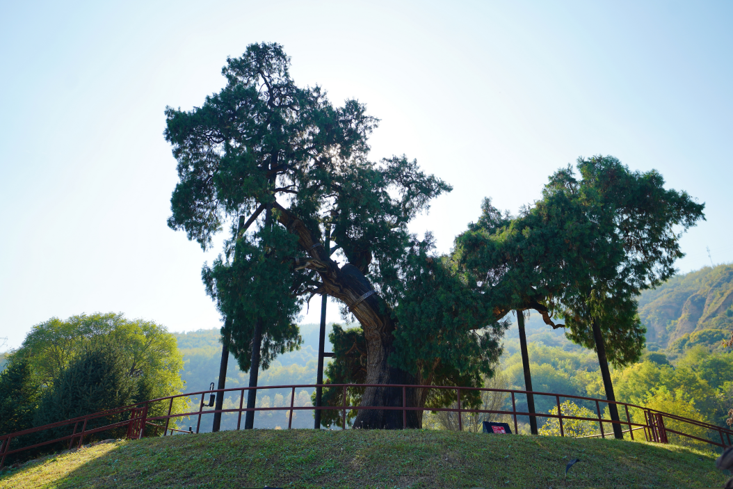 Foreign Experts Explore China’s "Green Heritage" in Huangling, Yan'an