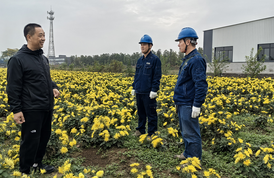 State Grid Jiaozuo Power Supply Company supports full coverage of the chrysanthemum industry chain with reliable power