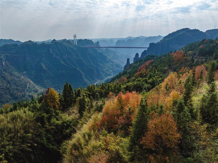 湘西醉美枫景