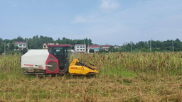 “高粱+油菜”轮作耕种 湖南邵阳北塔区让“闲置地”变为“致富田”