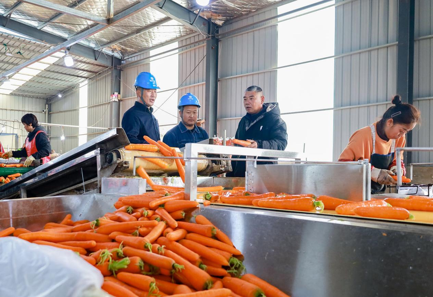 Jiaozuo City in Henan Province ensures stable supply of vegetables in winter with a reliable power supply