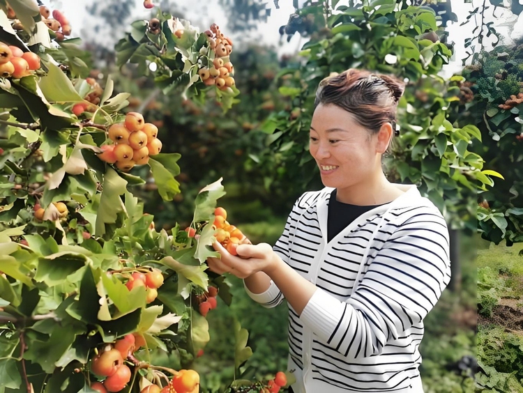 蚌埠市五河县大新镇：小山楂“敲”开乡村振兴致富门