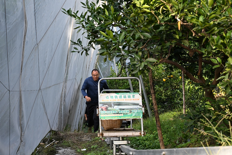 绿水旁 青山上 果飘香